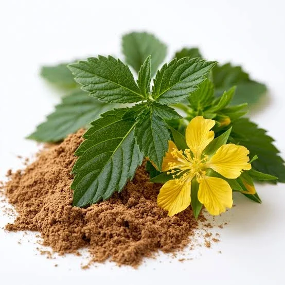 Damiana leaves on a plain background