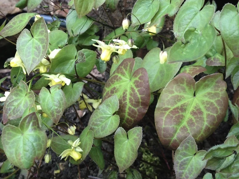 Horny goat weed (Epimedium) leaves and flowers