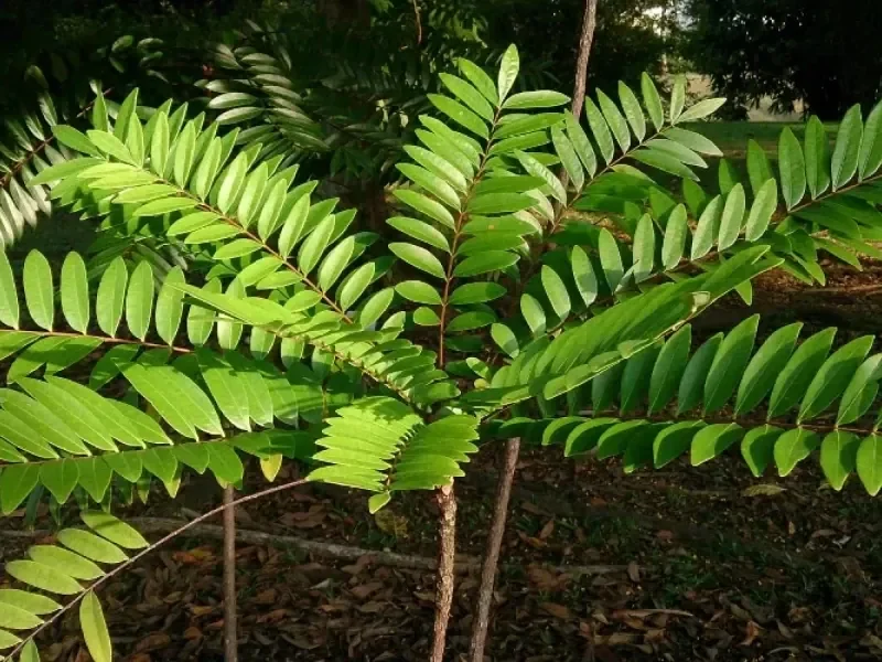 Tongkat ali (Eurycoma longifolia) root and plant